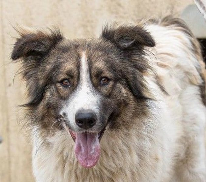 freundlicher Rüde Mogli