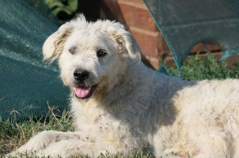 Albo- schüchterner Rüde wartet auf seine große Chance