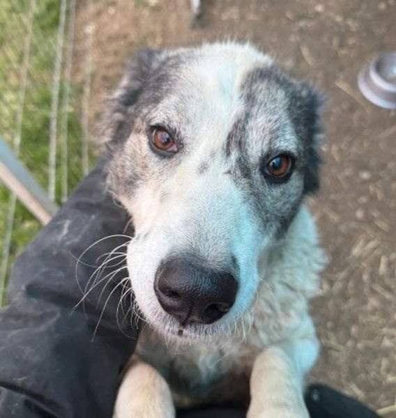 verschmuste, sanfte und liebe Diana