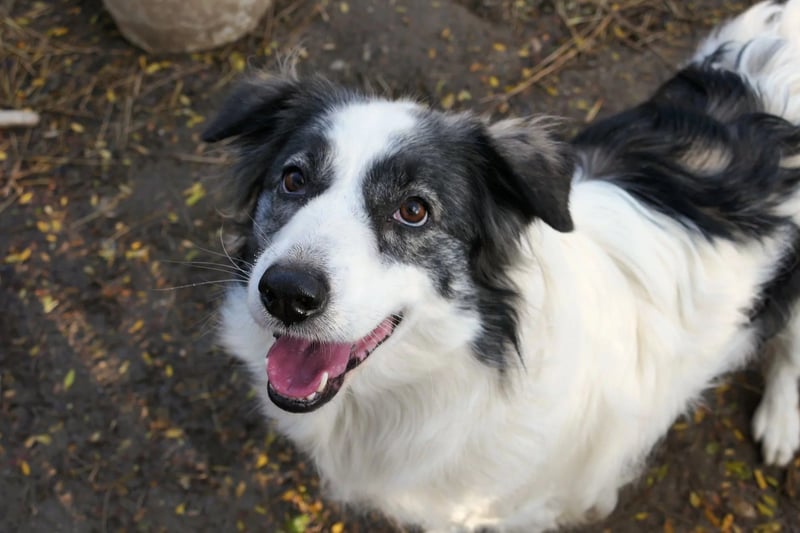 BELLA - wundervolle Hündin sucht ihre Herzensmenschen