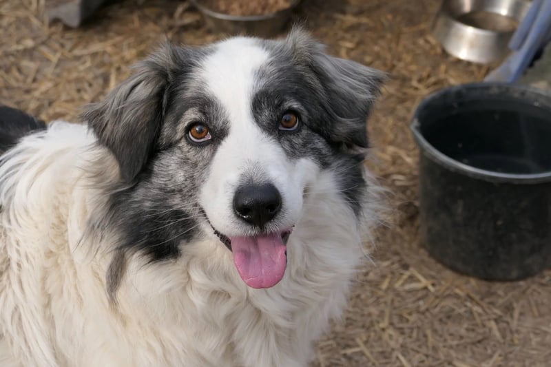 BELLA - verschmuste, liebenswerte Hündin sucht ihr Happy End