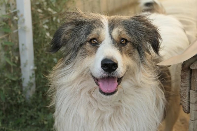 Lucy sucht die Nähe zu Menschen