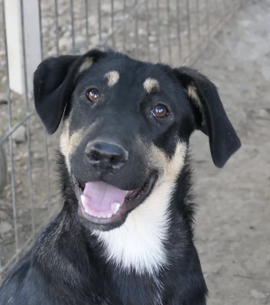 Fanta, bezaubernde Junghündin wartet auf ihre Menschen