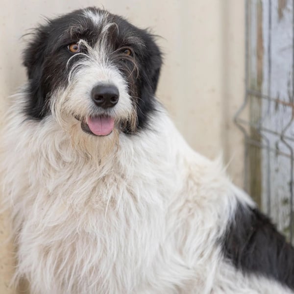 unsichere Leslie sucht liebevolles Zuhause