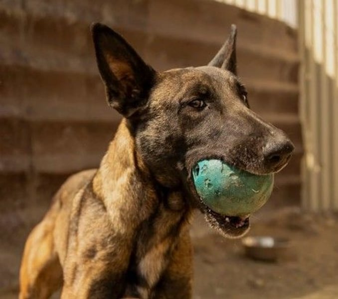 menschenbezogene, liebe Gina sucht dringend ihre Menschen