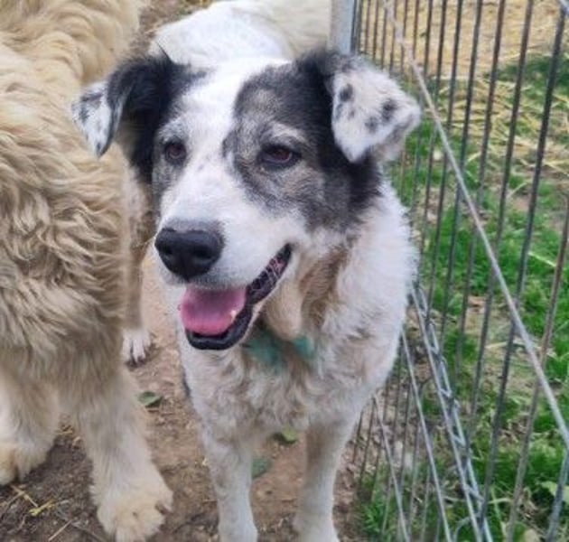 sanfte, freundliche Traumhündin Diana sucht liebevolles Zuhause