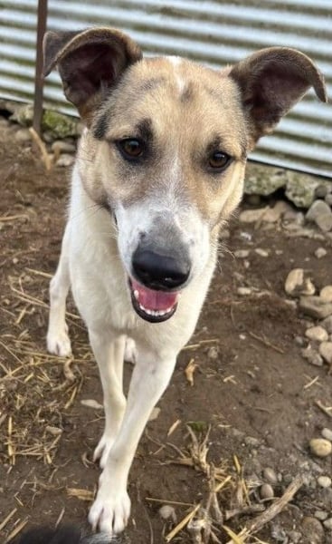 Aliisa unsere hübsche Maus wartet auf ihre Menschen