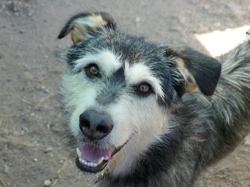 JOKER - verschmuster Herzenshund sucht sein Happy End