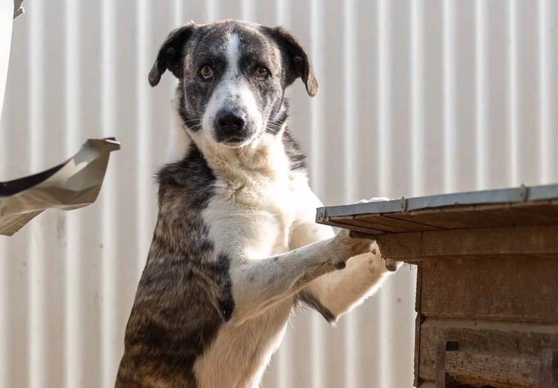 Jimmi, schüchterner aber ganz freundlicher Rüde wartet auf seine Menschen