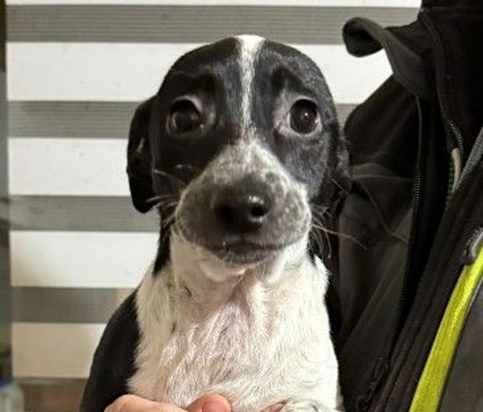 Welpenmädchen Riva sucht liebevolles Zuhause