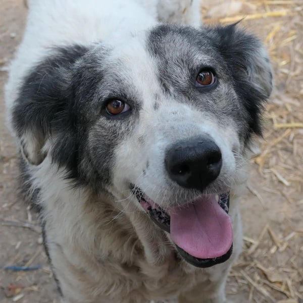 DIANA - verschmuste, anhängliche Traumhündin sucht ihre Familie