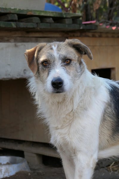Leo lieber ruhiger Rüde sucht sein Für-immer-Zuhause