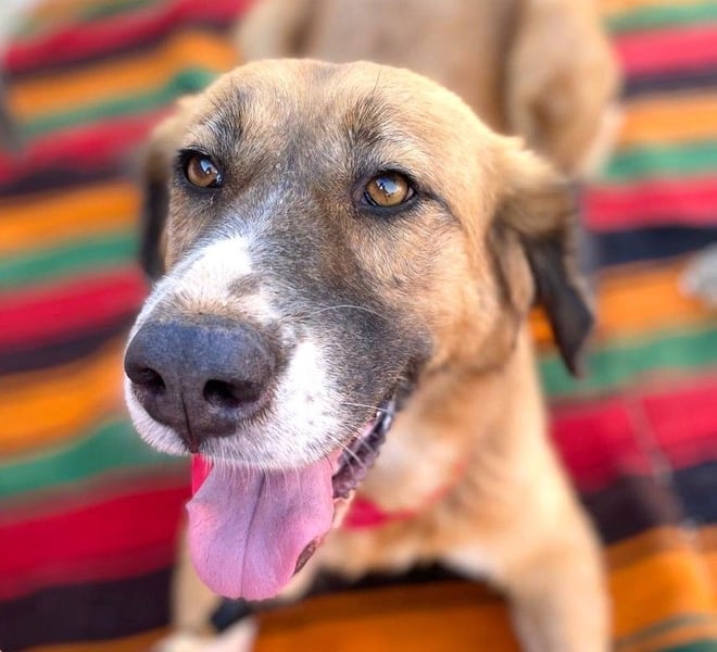 Zauberhafte GABI sucht Familienanschluß