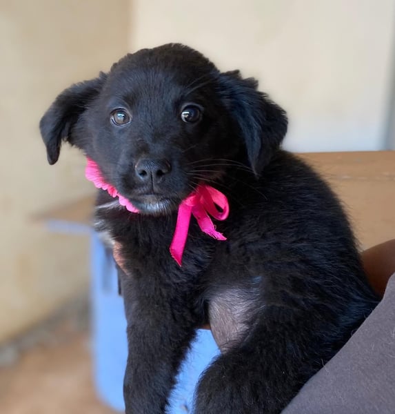 YANG sucht ihre Familie