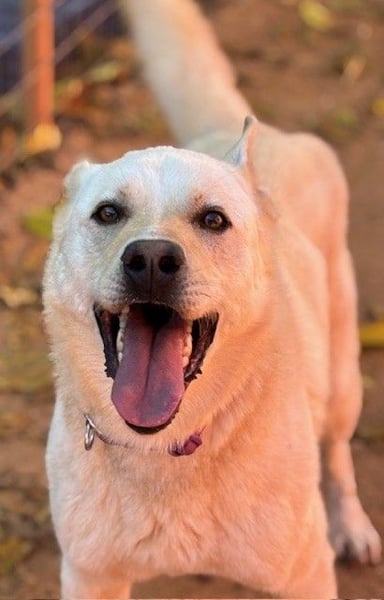 Toller OLYMPUS mit Handicap sucht Familienanschluß