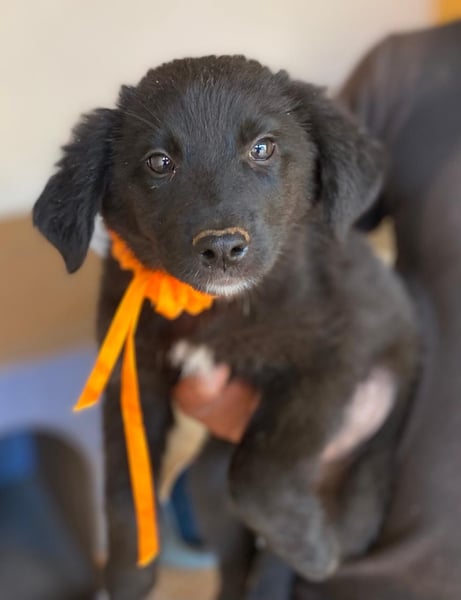 YIN sucht Familienanschluß