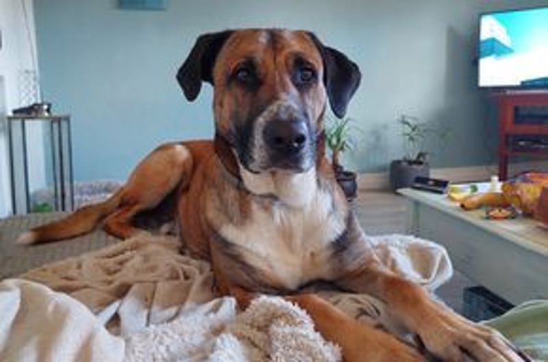 Much, ein sensibler und sehr verschmuster Begleiter sucht noch einmal ein Zuhause
