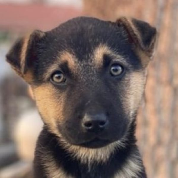 Heidi, geb. ca. 12/2025, lebt in GRIECHENLAND, auf einer privaten Pflegestelle