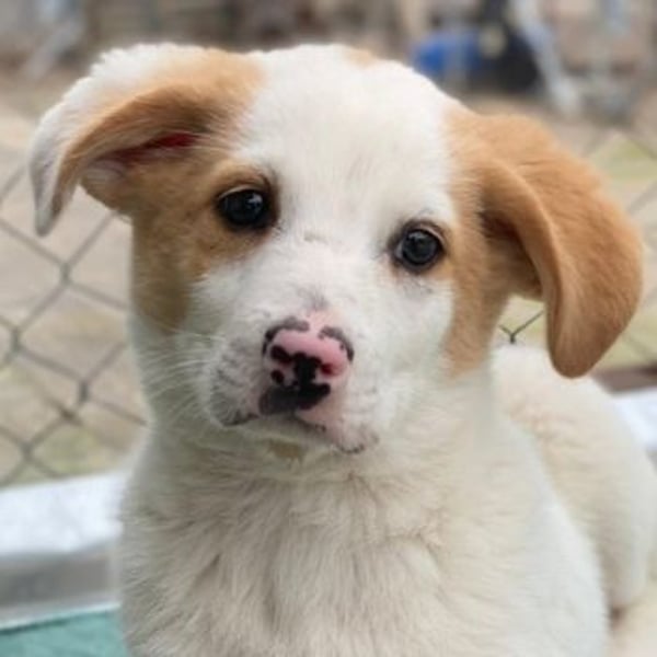 Haku, geb. ca. 08/2025, lebt in GRIECHENLAND, auf einer privaten Pflegestelle