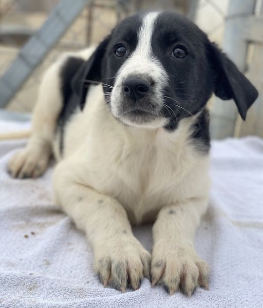 Fedra, geb. ca. 01/2024, lebt in GRIECHENLAND, im städt. Tierheim Serres