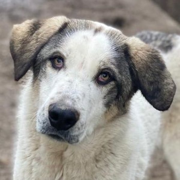 Aron, geb. ca. 02/2024, lebt in GRIECHENLAND, im städt. Tierheim Serres