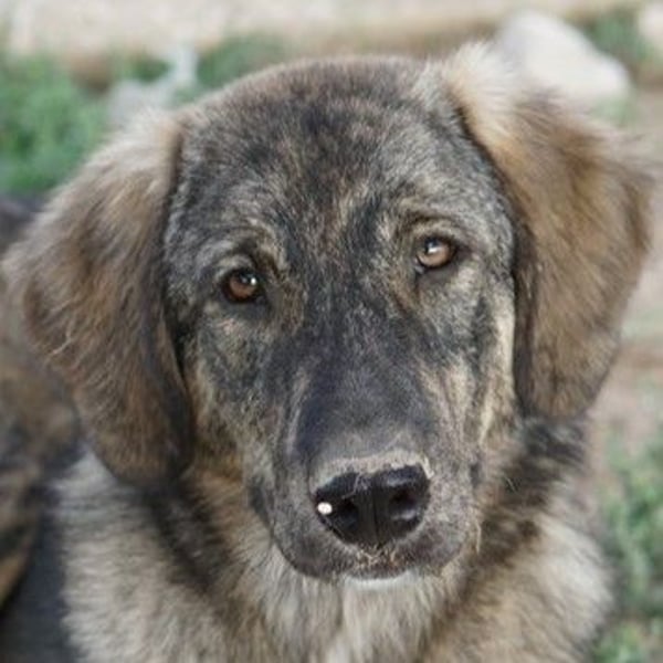 Amelie, geb. ca. 02/2024, lebt in GRIECHENLAND, im städt. Tierheim Serres