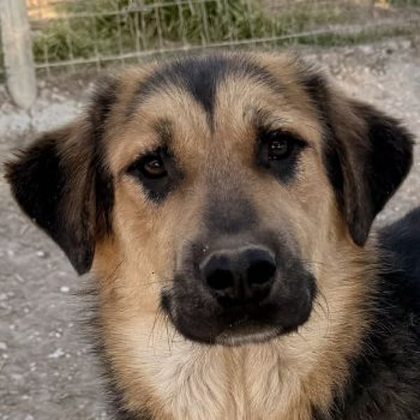 Elphaba, geb. ca. 07/2025, lebt in GRIECHENLAND, im städt. Tierheim Serres