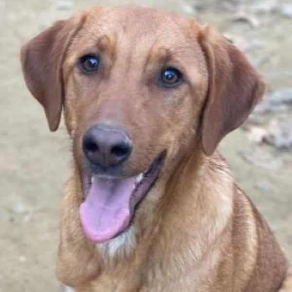 Karamell, geb. ca. 06/2025, lebt in GRIECHENLAND, auf einer privaten Pflegestelle