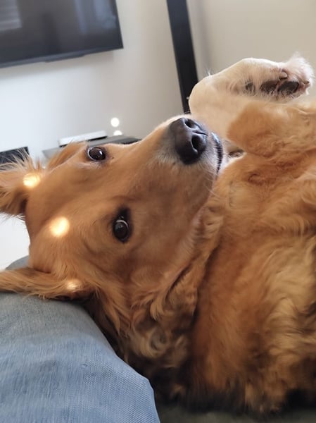 Kara, geb. ca. 12./2015, lebt in einer Familie in 53913 Swisttal, Vermittlungshilfe