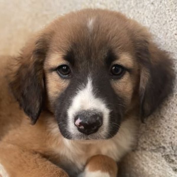 Mirok, geb. ca. 09/2025, lebt in GRIECHENLAND, im städt. Tierheim Serres