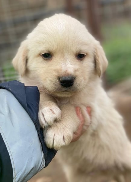 Ljón, geb. ca. 11/2025, lebt in GRIECHENLAND, auf einer privaten Pflegestelle