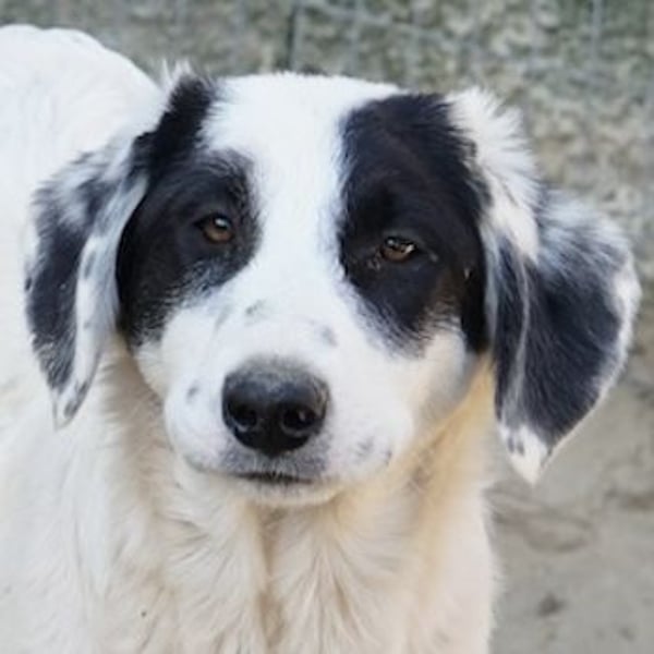 Sauvignon Blanc, geb. ca. 09/2025, lebt in GRIECHENLAND, auf einer privaten Pflegestelle