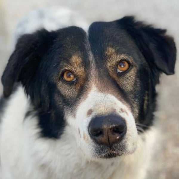 Xalia, geb. ca. 03/2018, lebt in GRIECHENLAND, im städt. Tierheim Serres