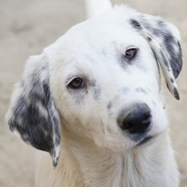 Riesling, geb. ca. 08/2025, lebt in GRIECHENLAND, auf einer privaten Pflegestelle