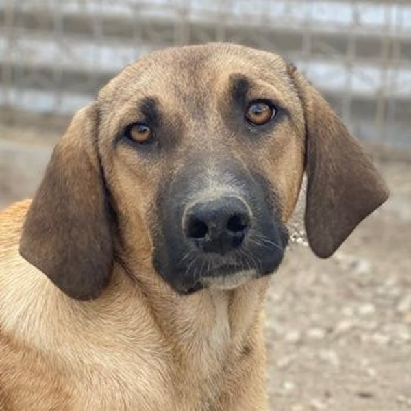 Katinka, geb. ca. 02/2025, lebt in GRIECHENLAND, im städt. Tierheim Serres