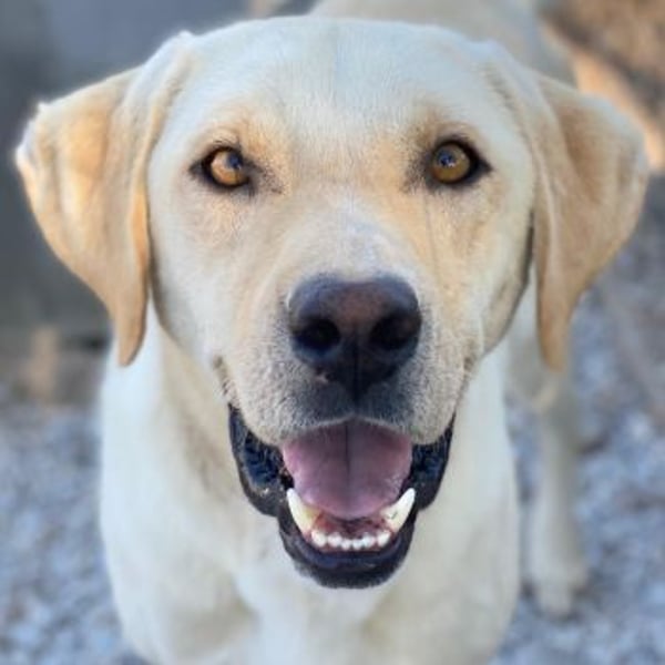 Boq, geb. ca. 07/2023, lebt in GRIECHENLAND, im städt. Tierheim Serres