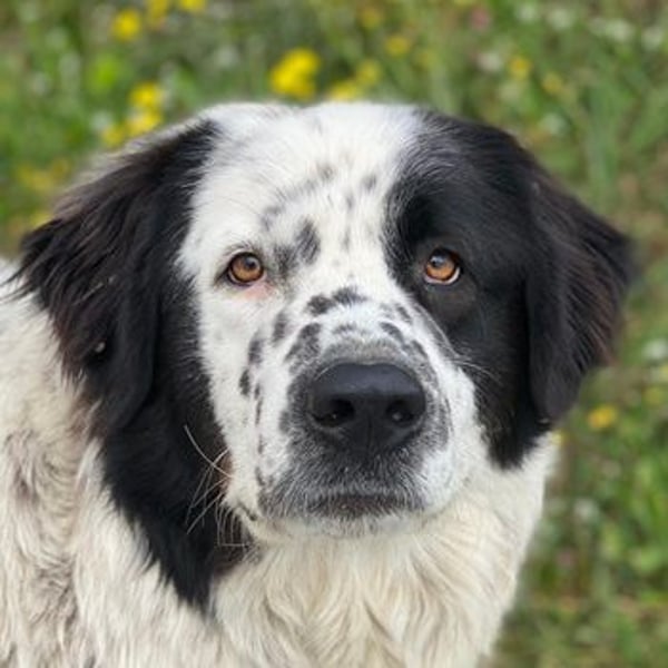 Blossom, geb. ca. 09/2024, lebt in GRIECHENLAND, beim städt. Tierheim Serres
