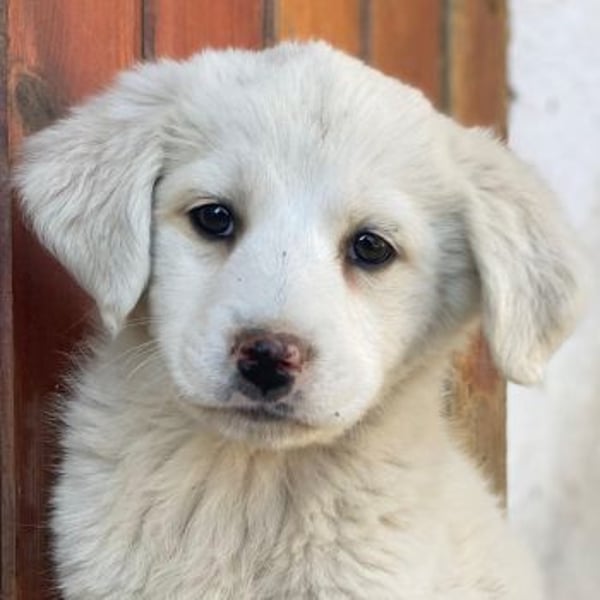 Saki, geb. ca. 03/2026, lebt in GRIECHENLAND, auf einer privaten Pflegestelle