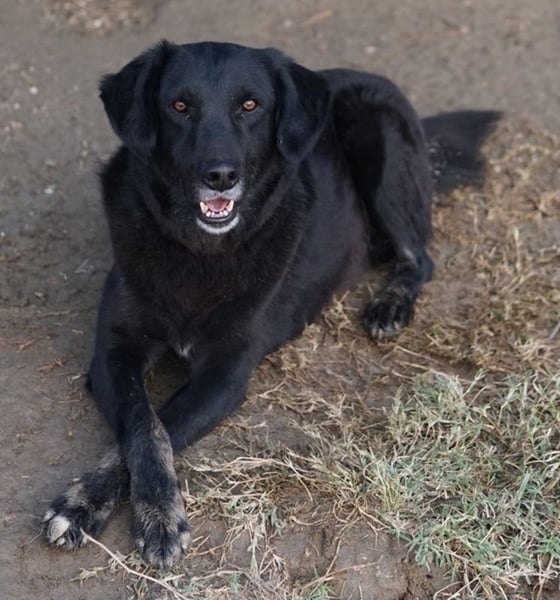 Swarzi, geb. 02/2018, lebt in GRIECHENLAND, im städt. Tierheim Serres