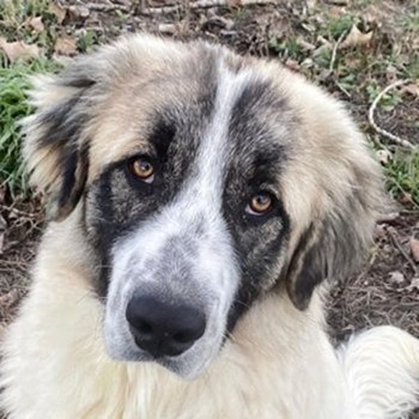 Chef, geb. ca. 07/2025, lebt in GRIECHENLAND, im städt. Tierheim Serres