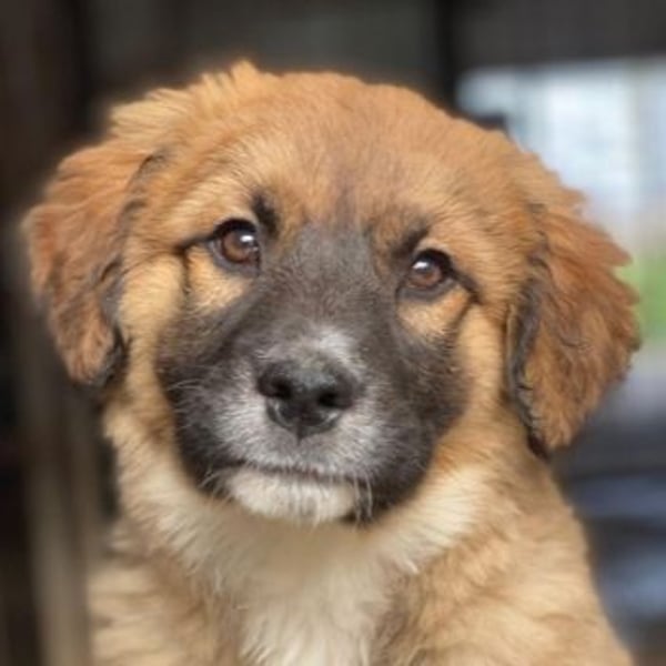 Mats, geb. ca. 12/2025, lebt in GRIECHENLAND, im städt. Tierheim Serres