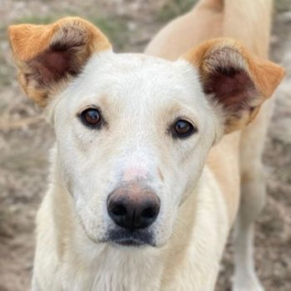 Kalena, geb. ca. 01/2025, lebt in GRIECHENLAND, im städt. Tierheim Serres