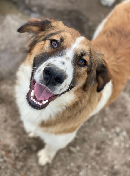 Barkley, geb. ca. 10/2024, lebt in GRIECHENLAND, auf einer privaten Pflegestelle