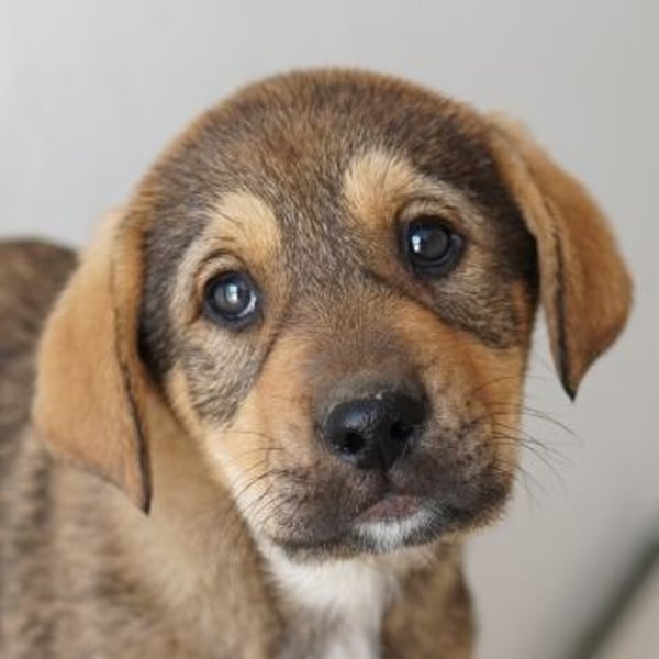 Kuba, geb. ca. 12/2025, lebt in GRIECHENLAND, auf einer privaten Pflegestelle