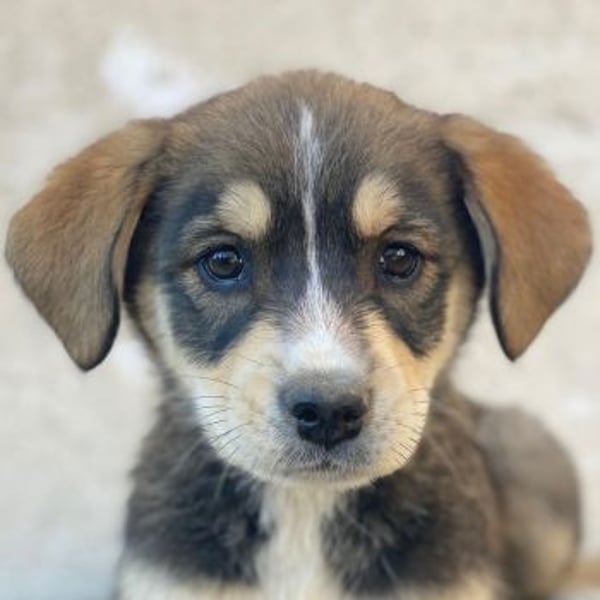 Sissy, geb. ca. 03/2026, lebt in GRIECHENLAND, auf einer privaten Pflegestelle