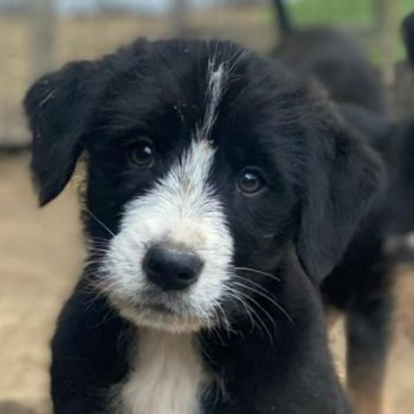 Kasimir, geb. ca. 09/2025, lebt in GRIECHENLAND, auf einer privaten Pflegestelle