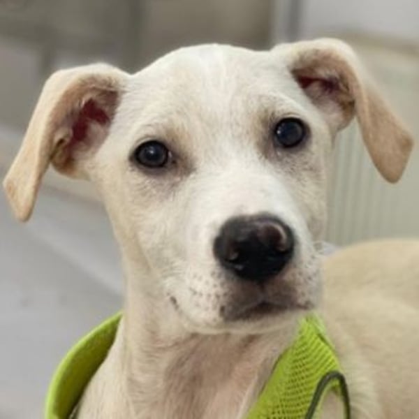 Atreyu, geb. ca. 08/2025, lebt in GRIECHENLAND, im städt. Tierheim Serres