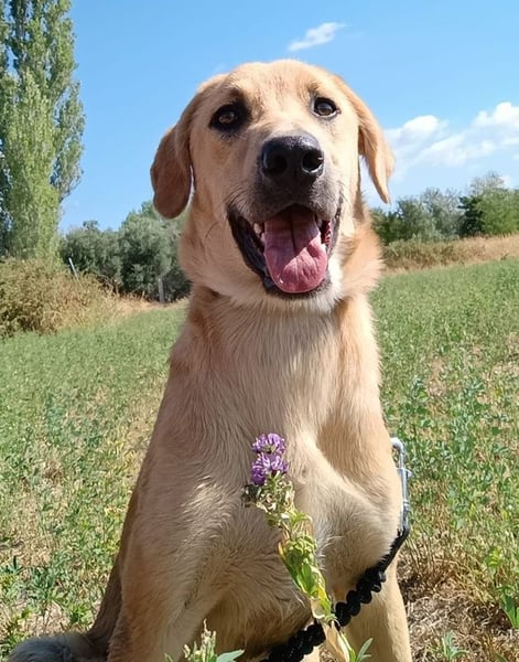 Petros, geb. ca. 12/2024, lebt in GRIECHENLAND, auf einer privaten Pflegestelle