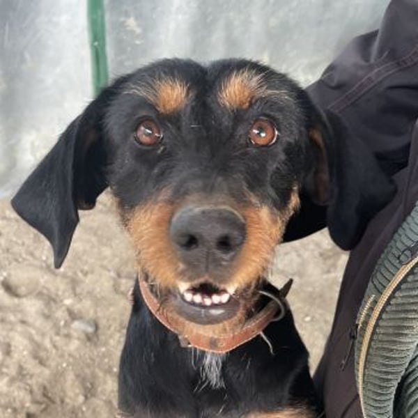 Leonarda, geb. ca. 02/2024, lebt in GRIECHENLAND, auf einer privaten Pflegestelle