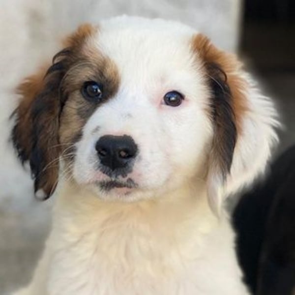 Fidi, geb. ca. 08/2025, lebt in GRIECHENLAND, im städt. Tierheim Serres